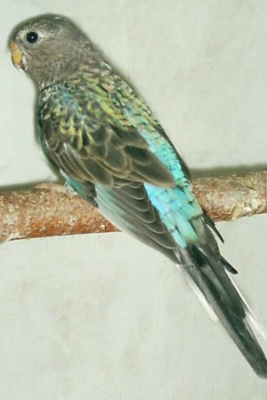 AB21a.jpg